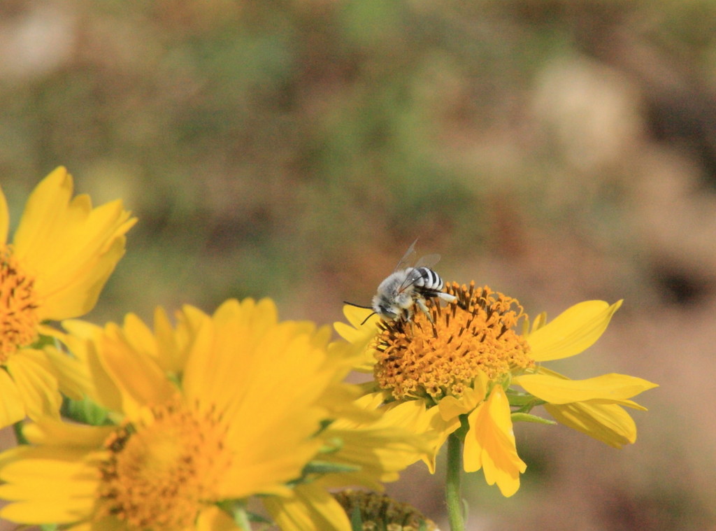 Abeille --- Crédits : L Schwab - CC_BY_NC_SA 3.0