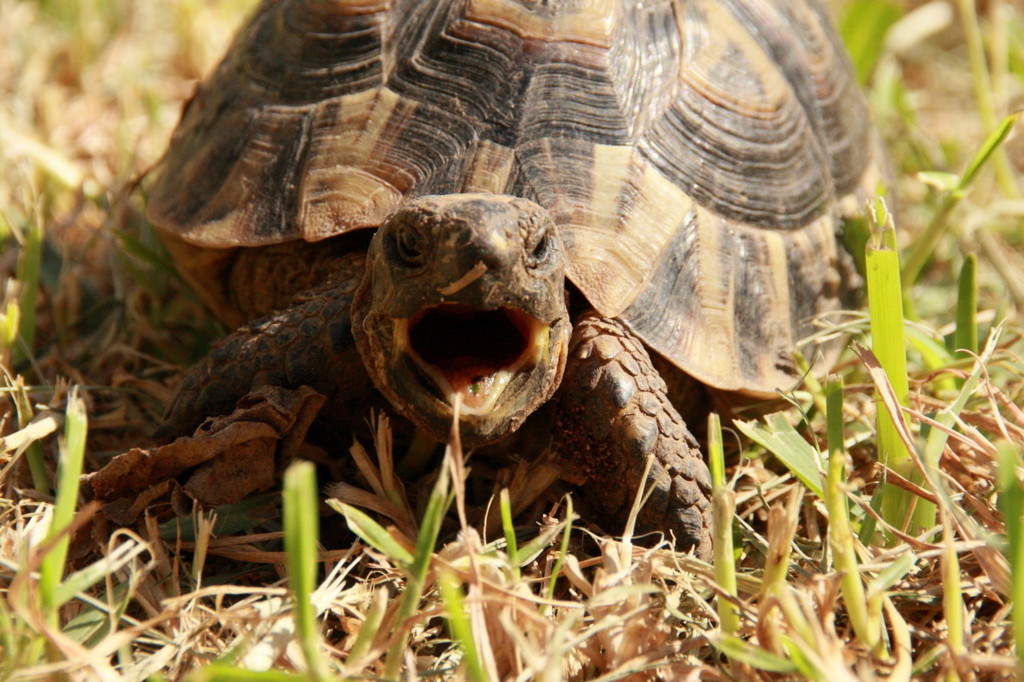 Tortue --- Crédits : L Schwab - CC_BY_NC_SA 3.0