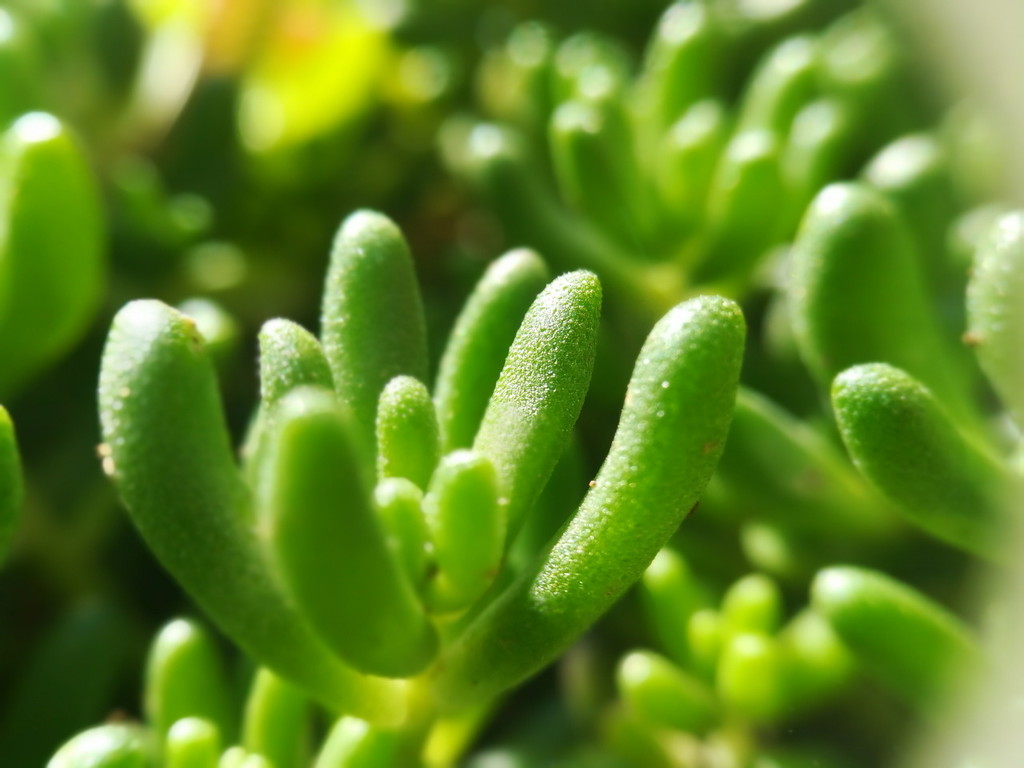 Sedum --- Crédits : L Schwab - CC_BY_NC_SA 3.0