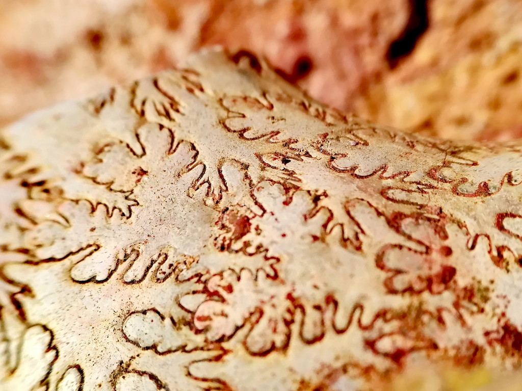 Traces (fossile) --- Crédits : L Schwab - CC_BY_NC_SA 3.0