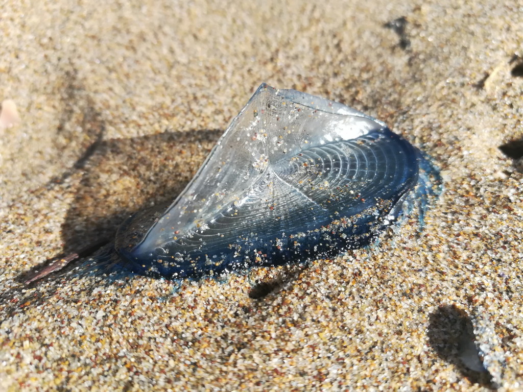 Velella --- Crédits : L Schwab - CC_BY_NC_SA 3.0