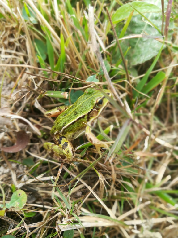 Grenouille --- Crédits : L Schwab - CC_BY_NC_SA 3.0
