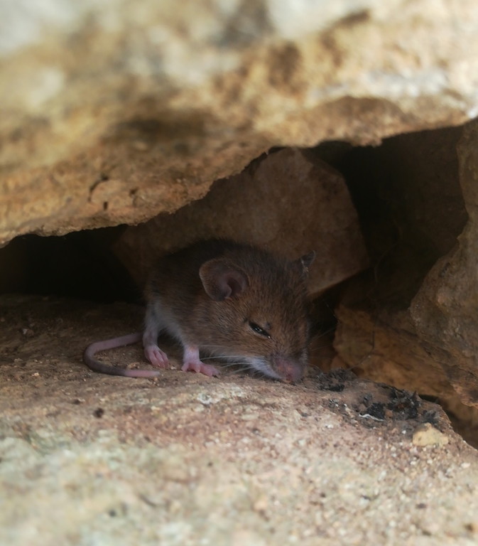 Souris --- Crédits : L Schwab - CC_BY_NC_SA 3.0