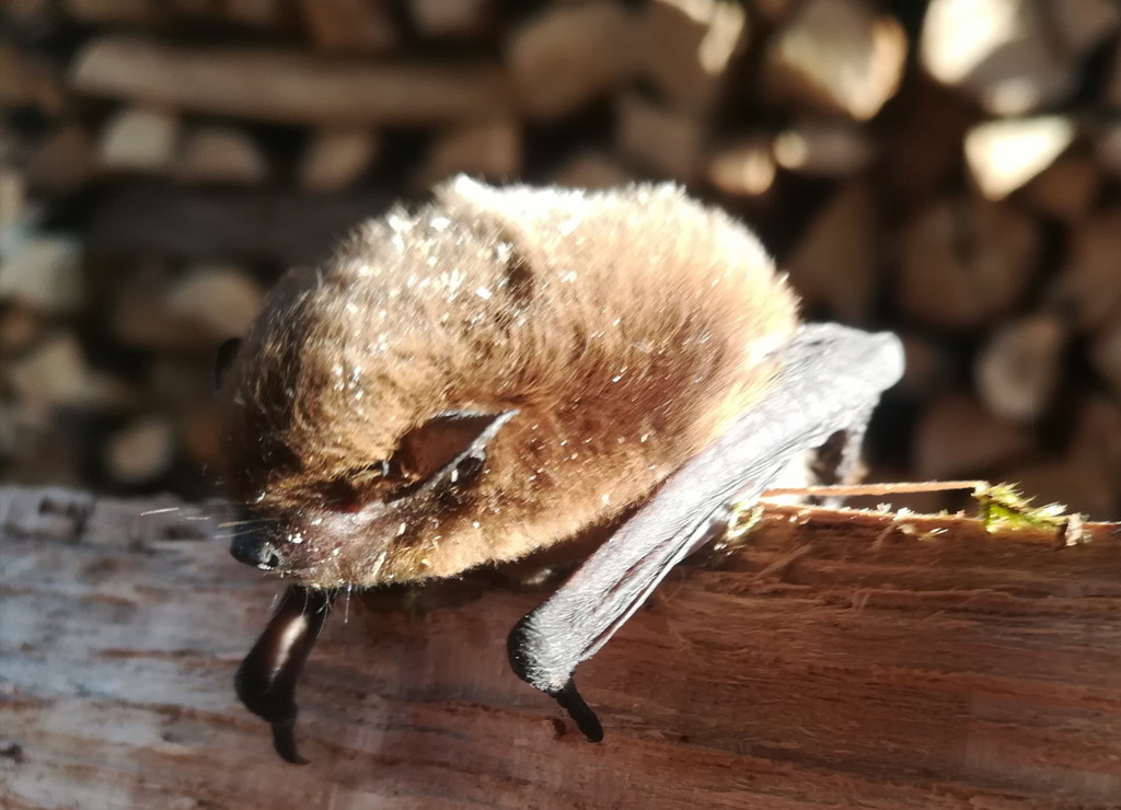 Chauve-souris --- Crédits : L Schwab - CC_BY_NC_SA 3.0